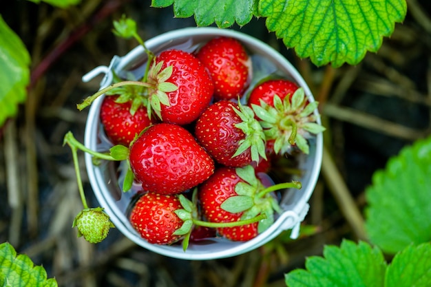 fragole fresche buone per uno spuntino