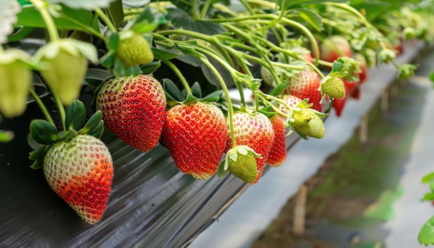 Fragole fresche che vengono coltivate in serra