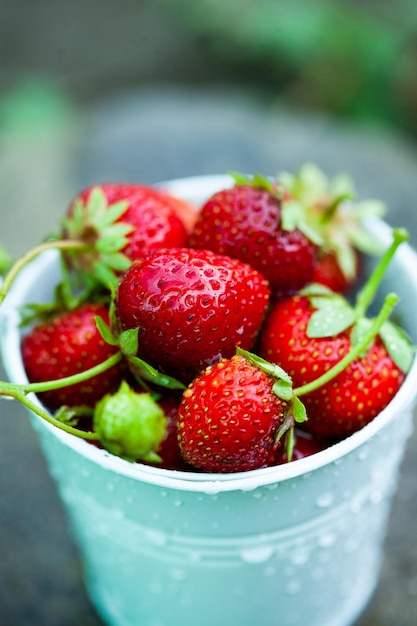 Fragole fresche in giardino Alimenti biologici Bacche sane in una ciotola