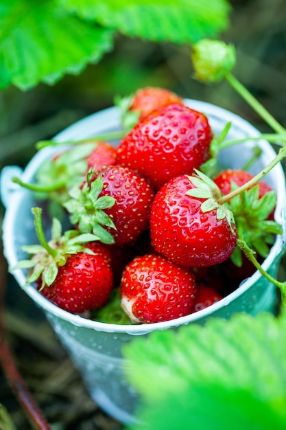 Fragole fresche in giardino Alimenti biologici Bacche sane in una ciotola