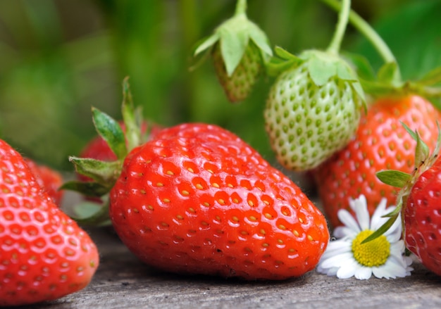 Fragole fresche in giardino