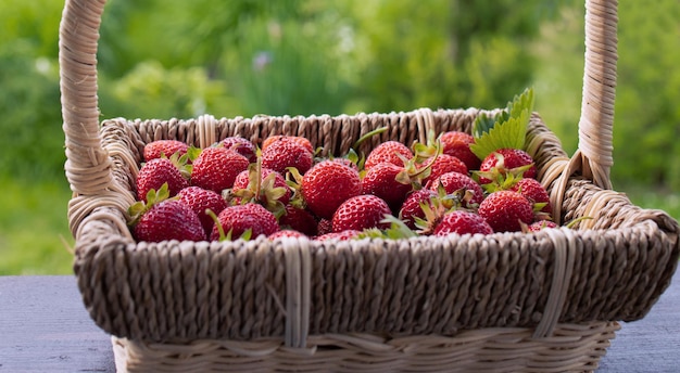 Fragole fresche nel cestello