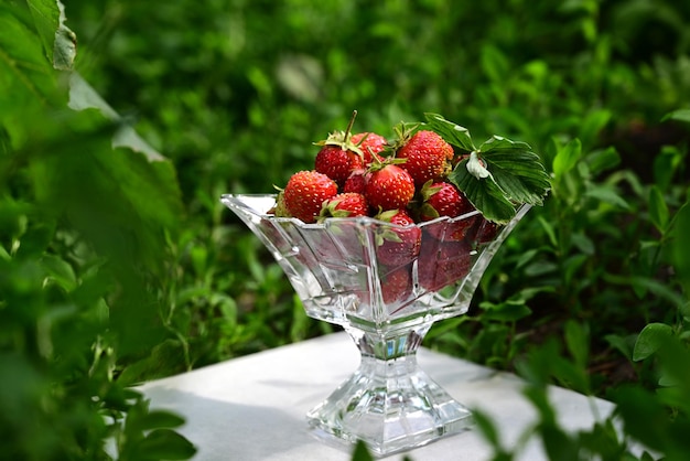 Fragole fresche nostrane in una ciotola tra cespugli di fragole Bacche rosse mature raccolte nel giardino di casa Frutta estiva vivido sfondo colorato