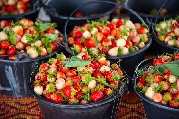 Fragole fresche provenienti da allevamenti naturali, esportazione