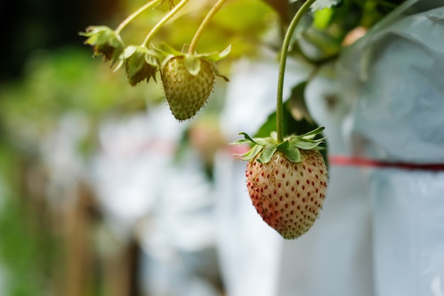 Fragole fresche sull'albero, rosso maturo e verde.