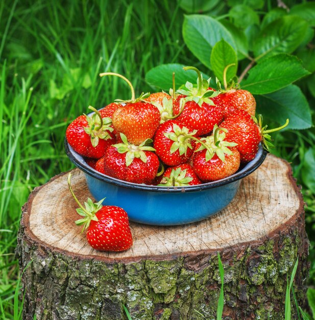 Fragole in ciotola del metallo nel giardino