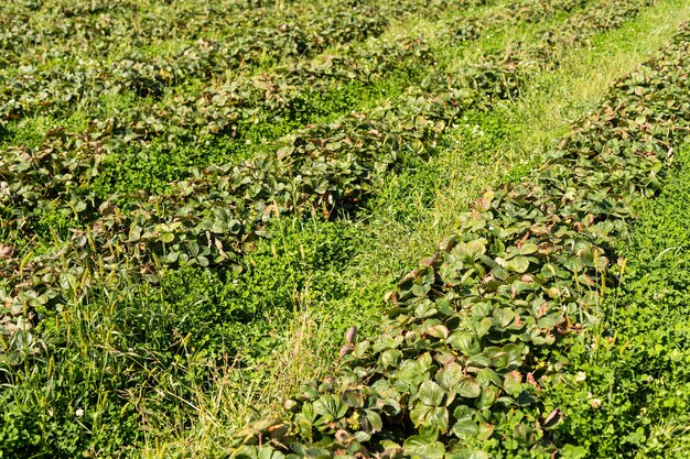 fragole in fila nel campo