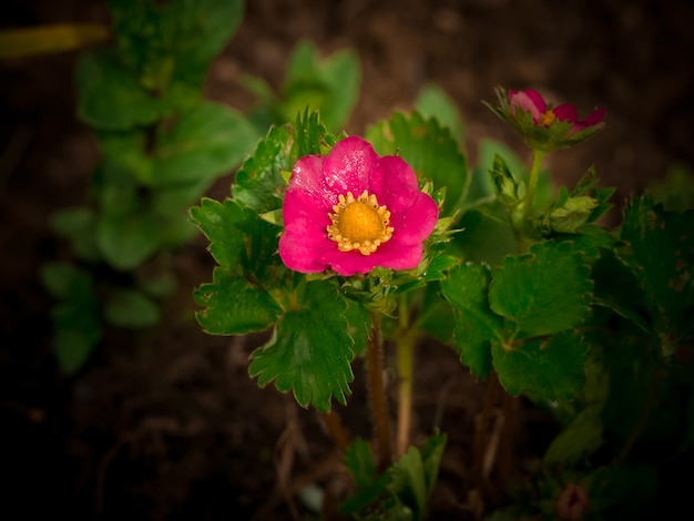 Fragole in fiore in giardino. Sfondo estivo. Primavera.