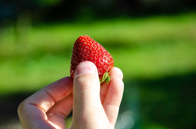 Fragole in mano