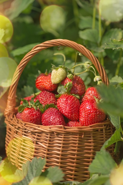 Fragole in un cesto sul campo