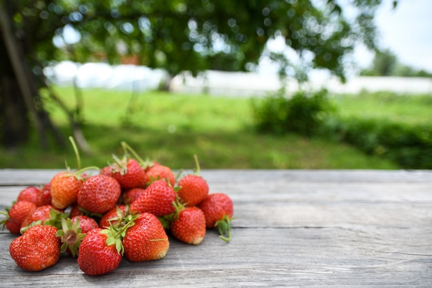 Fragole in una ciotola su una tavola di legno, all'aperto su una natura vaga verde delle foglie e degli alberi