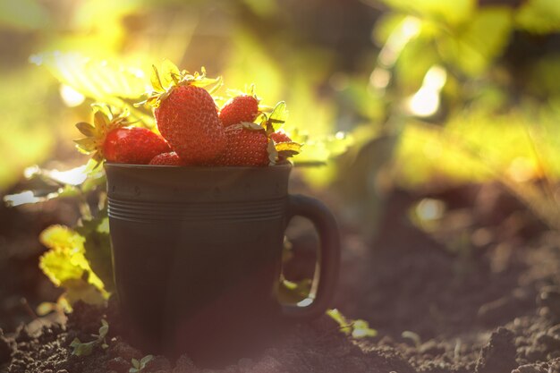 Fragole in una tazza nera