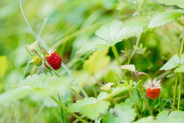 Fragole mature e rosse.