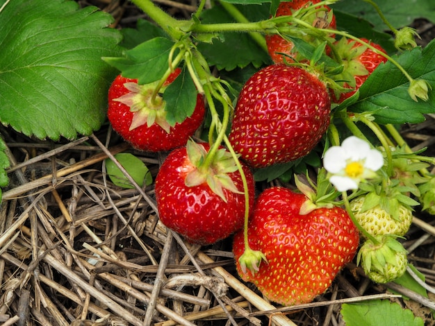 Fragole mature in giardino