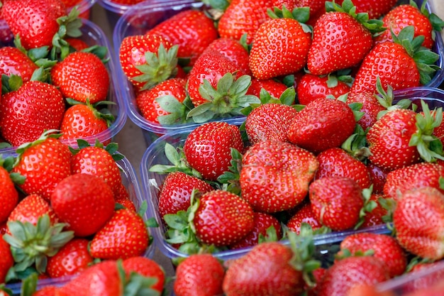 Fragole mature rosse in contenitori di gomma. Foto di alta qualità