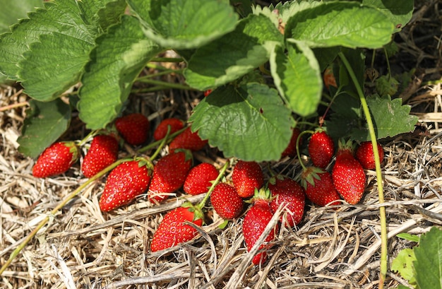 fragole mature su un letto di paglia pacciamata