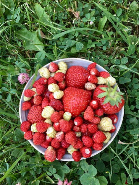 Fragole mature su un piatto su erba verde