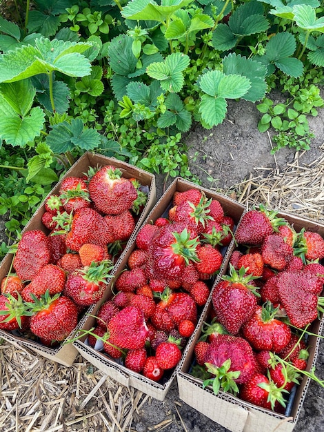 fragole raccolte in giardino frutti di bosco grandi in scatole