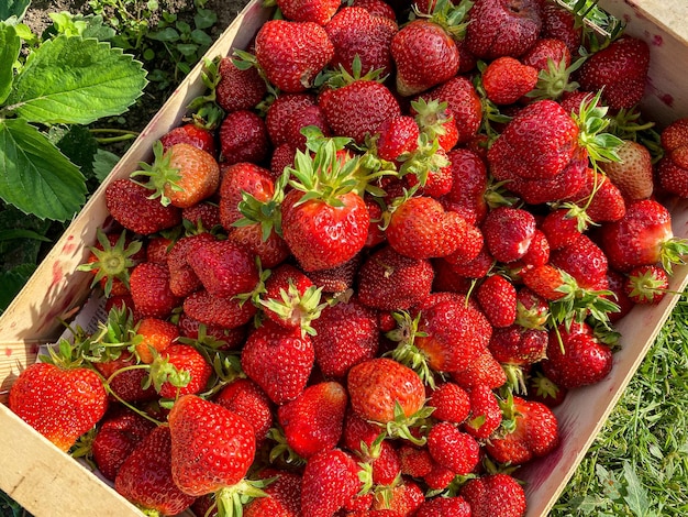 fragole raccolte nelle bacche del giardino in una scatola di legno