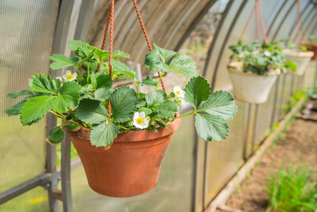 Fragole Remontant In Fiore Nel Cesto Appeso Senza Bacche In Serra In Primavera