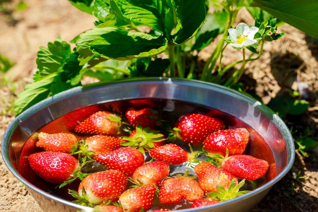 Fragole rosse e succose in ciotola con acqua