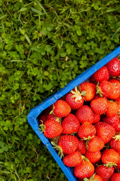 Fragole rosse fresche che giace in una scatola di plastica in giardino Arc shot alzato di frutta matura raccolta