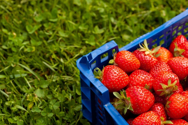 Fragole rosse fresche che giace in una scatola di plastica in giardino Arc shot alzato di frutta matura raccolta