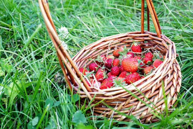 Fragole rosse in un cesto di paglia sul campo di fragole.