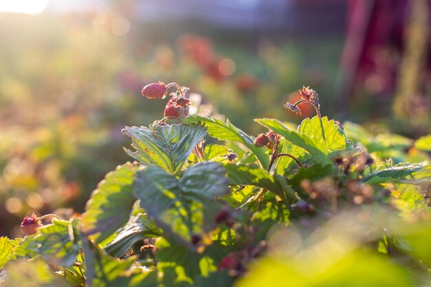 Fragole rosse, mature e succose in giardino. La bacca è matura.