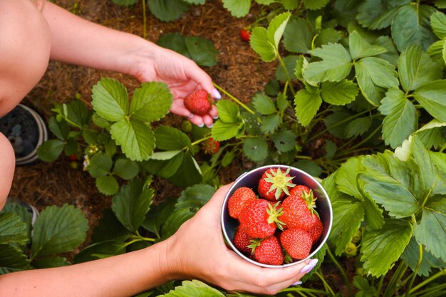 Fragole rosse mature e succose in giardino Le mani delle donne raccolgono le fragole mature in un secchio Raccoltano le bacche biologiche