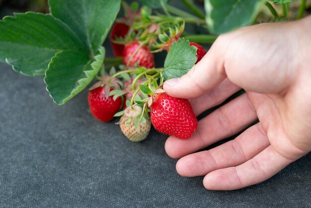 Fragole rosse mature in una mano da vicino Raccogliere le fragole in primavera raccogliendo alimenti freschi e deliziosi utili per la salute