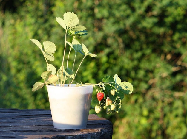 Fragole rosse mature si chiudono su un tavolo di legno all'aperto