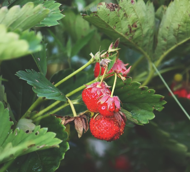 Fragole rosse mature si chiudono su un tavolo di legno all'aperto