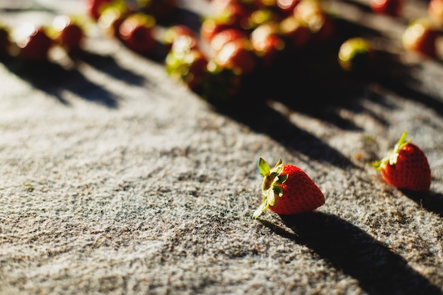 Fragole rosse mature su tessuto al mattino