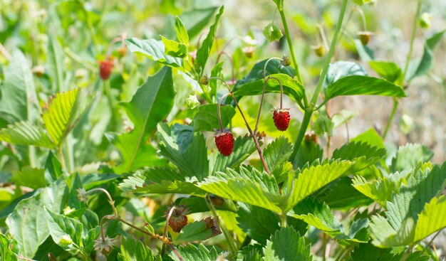 Fragole rosse su sfondo verde