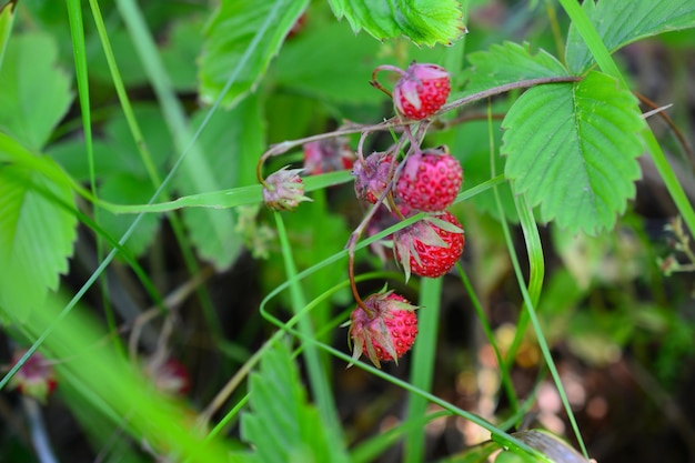 fragole selvatiche con foglie verdi sul prato, primo piano