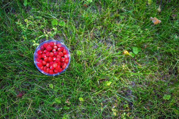 Fragole selvatiche dolci che si trovano in un gless su una giornata di sole estivo di prato verde. vista dall'alto