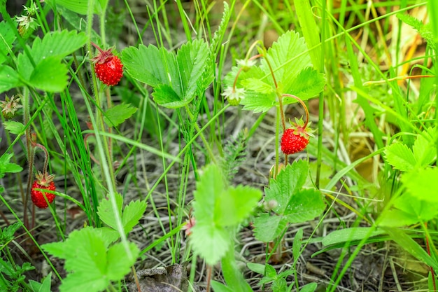 Fragole selvatiche