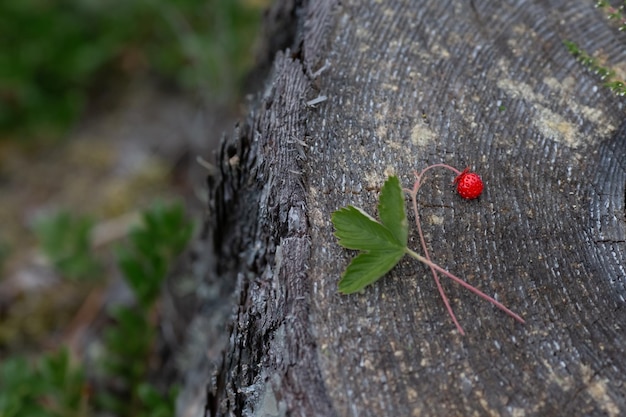 Fragole su un ceppo nella foresta di mattina