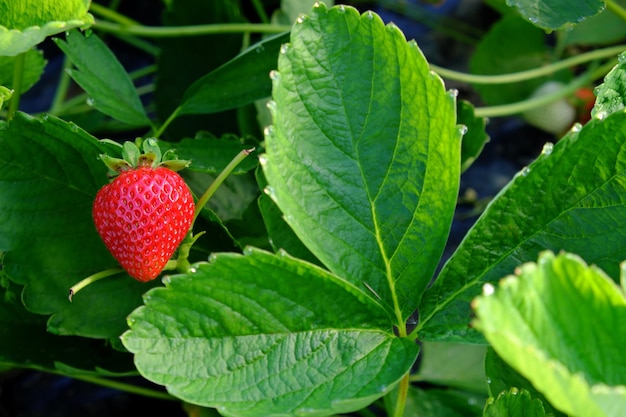 Fragole succose mature nel giardino estivo