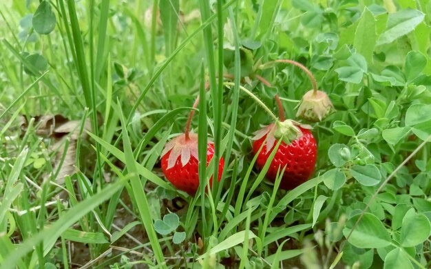 Fragole tra l'erba verde Fragole maturate nei cespugli sui cespugli Fragole rosse tra i verdi