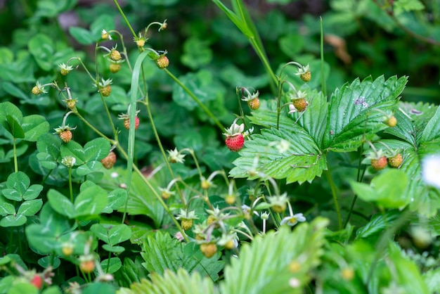 Fragoline di bosco acerbe in una radura chiusa