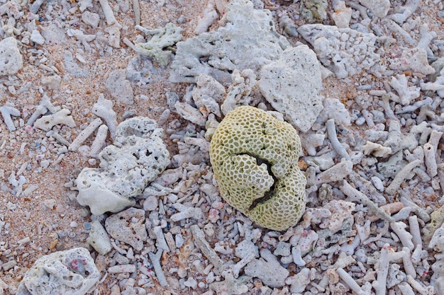 Frammenti di corallo morto sdraiato su una spiaggia barriere coralline sulla spiaggia Sfondo della superficie della spiaggia Trama della spiaggia Spiaggia rocciosa
