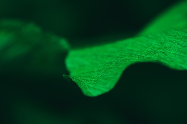 Frammento di carta crespa verde Macrofotografia