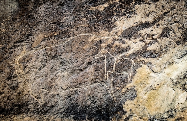 Frammento di mucche su petroglifi di pietra esposizione d'arte di petroglifi a gobustan vicino a baku azerbaijan