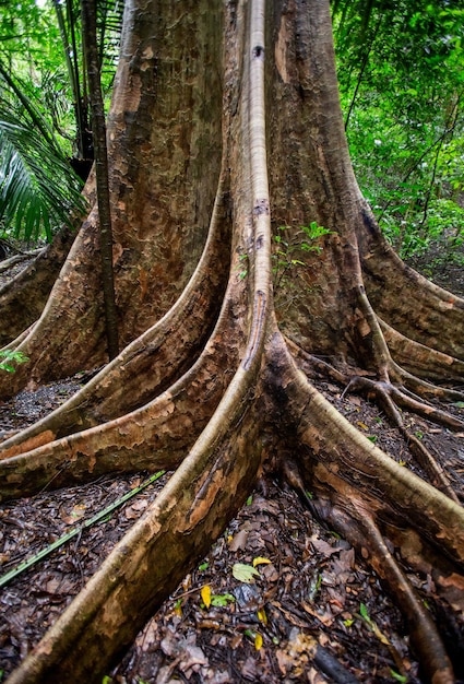 Frammento di un grande albero in una foresta tropicale Sulawesi Indonesia