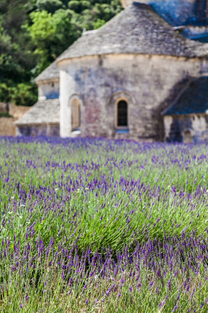 Francia, regione della Provenza, Abbazia di Senanque. Campo di lavanda nella stagione estiva.