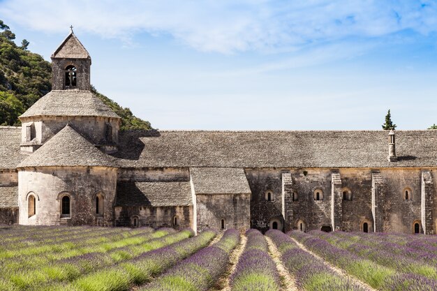 Francia, regione della Provenza, Abbazia di Senanque. Campo di lavanda nella stagione estiva.