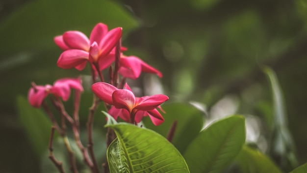 Frangipane di fiori tropicali (Plumeria). Bellissimo fiore rosso Plumeria rubra