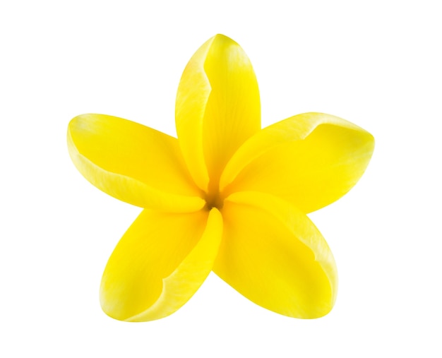 Frangipane di fiori tropicali (plumeria) isolato su bianco